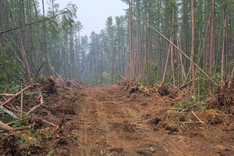 Bushes Clearing in Gwinnett County, GA
