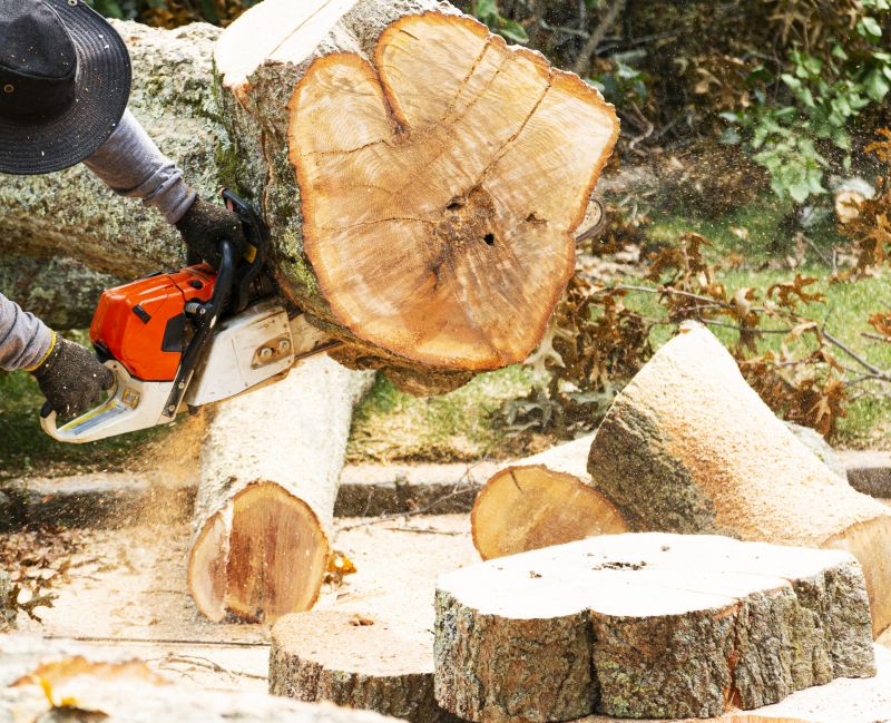 Cypress Tree Removal in Reno, NV