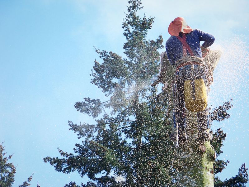 Emergency Tree Removal in Reno, NV