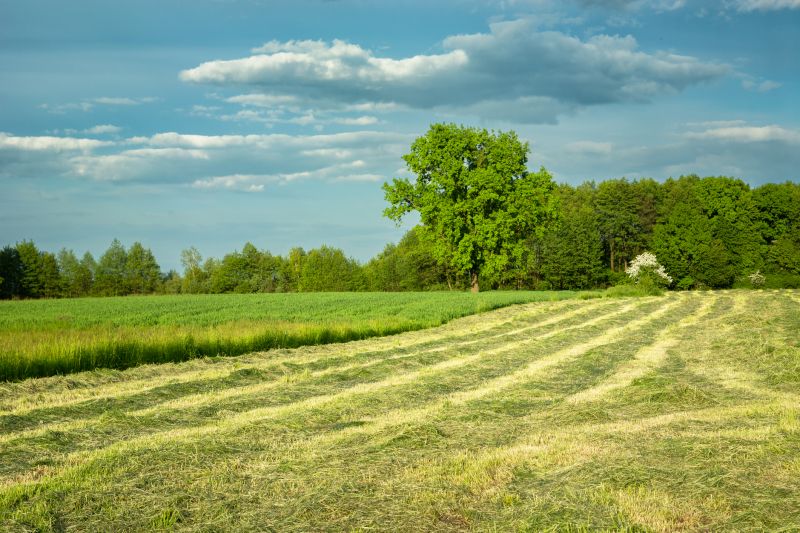 Ground Clearing in Katy, TX