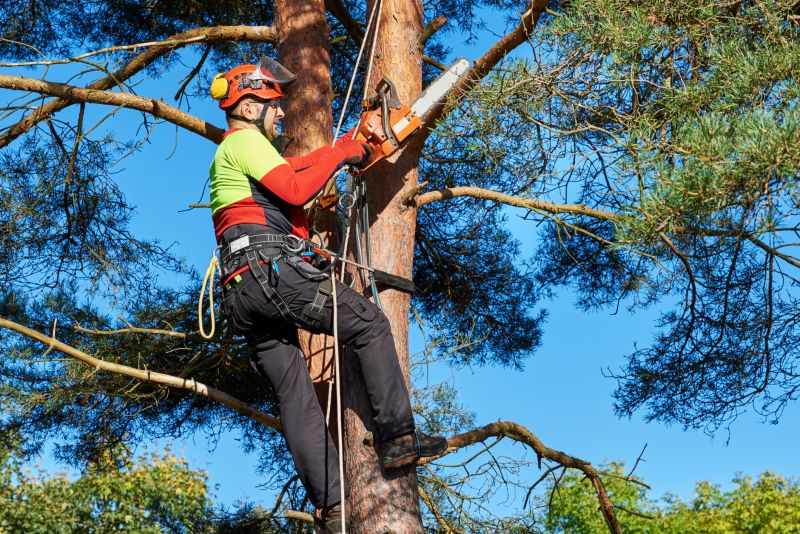 Professional Forestry Services