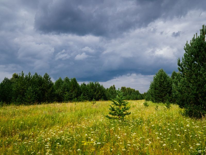 Field Clearing in Atlanta, GA
